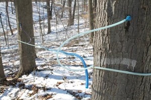 Photo of Maple Tapping Festival